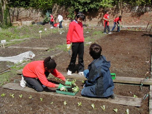 Planting Lettuces